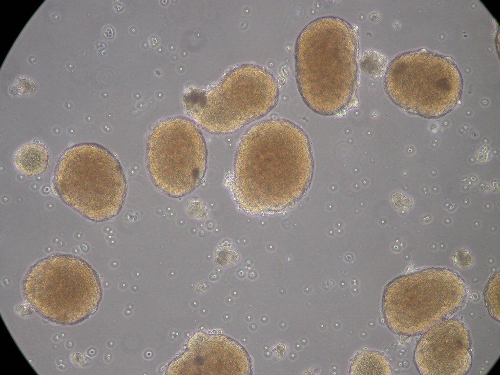 mouse-islets-iupui Hepatocyte cells