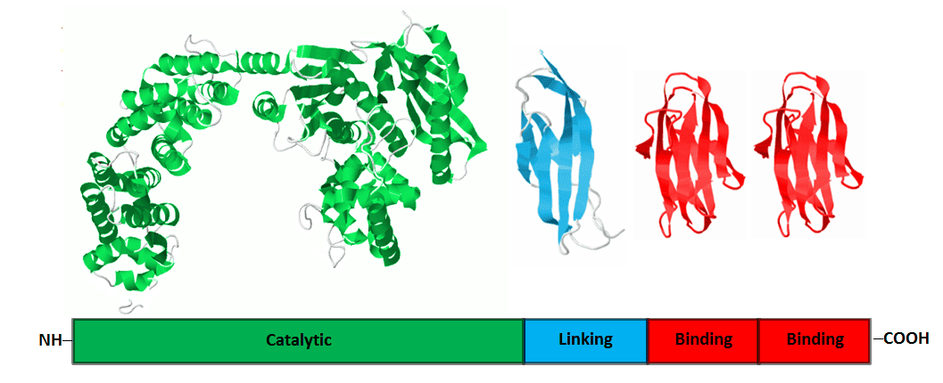 collagenase Collagenase Catalytic Linking