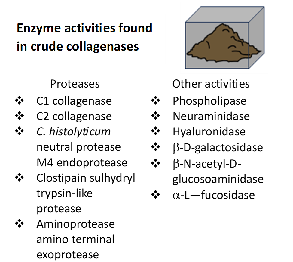 Enzyme Activities Found in Crude Collagenase