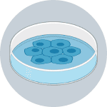 Step 10 icon of rodent hepatocyte isolation protocol