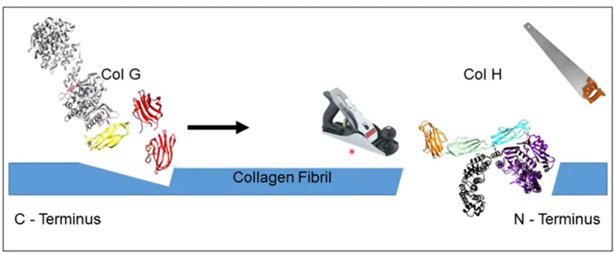 collagen degradation illustration