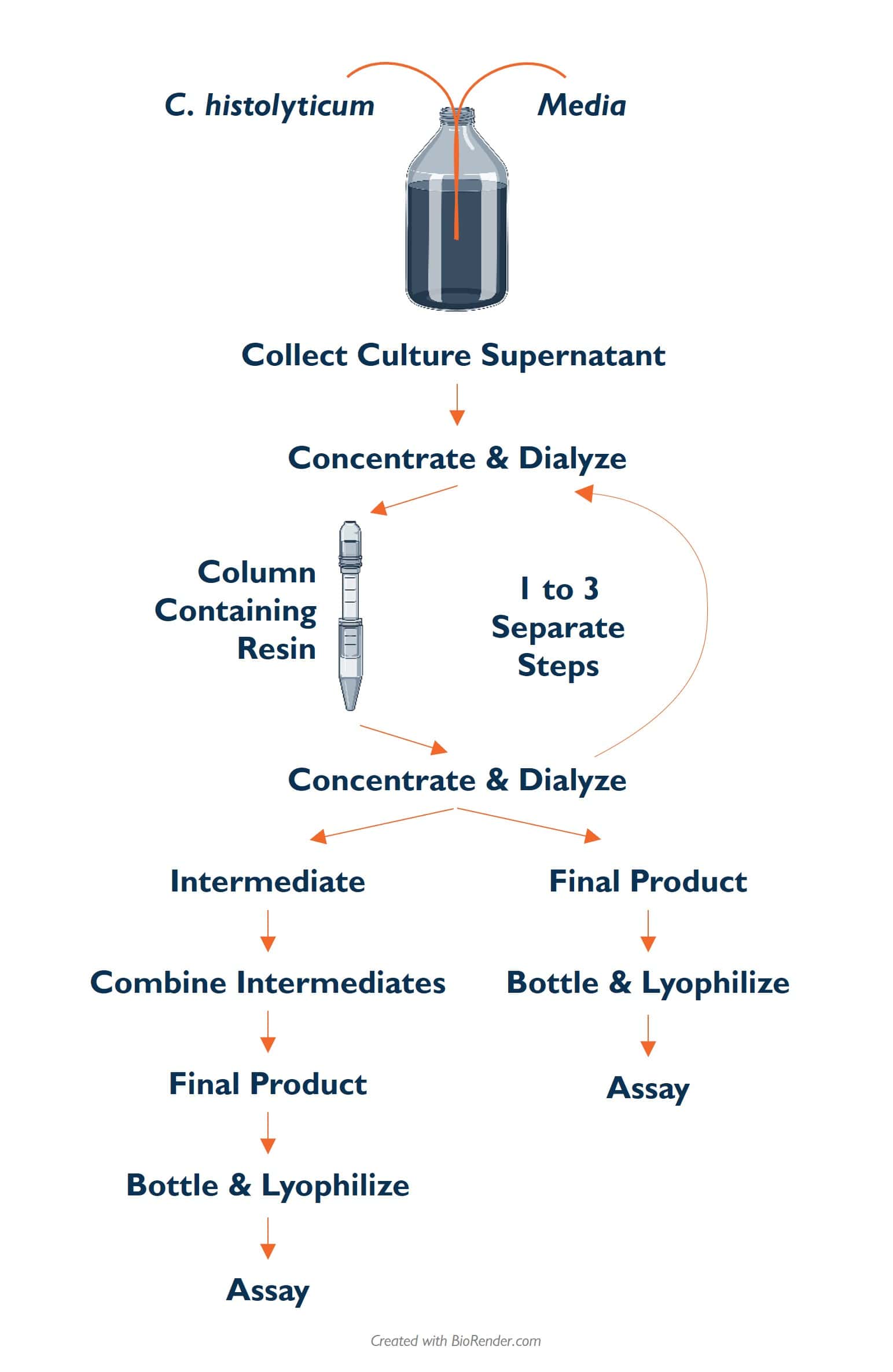 purified manufacturing process Illustration steps on manufacturing purified collagenase