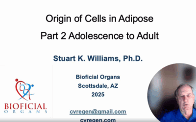 Origin of Cells in Adipose from Adolescence to Adult